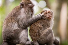 2022属猴的今年犯什么，2022年属猴人运势分析