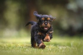 94年属狗的28岁大灾大难，94年属狗运势分析