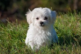 属狗2022年有哪两喜缠身，爱情首当其冲