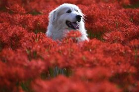 94年属狗女有儿子命吗，命中有几个孩子