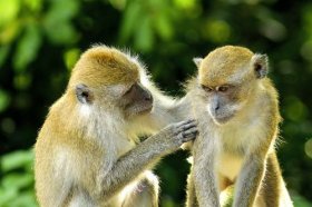 属猴2022年贵人保佑，运势走向如何呢