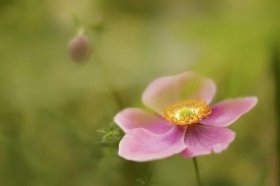 2022年桃花位放什么，适合摆放在桃花位的吉祥物