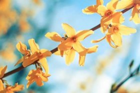 2022年催旺桃花运的方法，四种方法随意选择