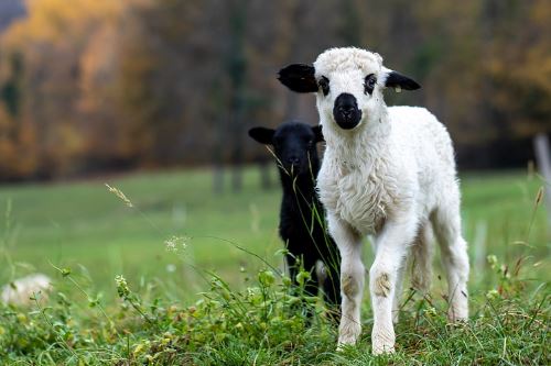 79年属羊43岁会遇到真爱吗 79年羊43岁感情运势分析 起名网