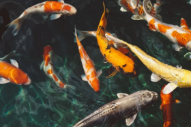 家里养什么鱼招财镇宅，这几类鱼了解一下