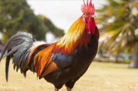 属鸡2022年婚姻最终归宿，属鸡人虎年感情运势分析