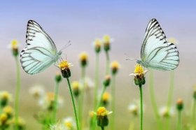 2022年冲哪年猴，有什么说法