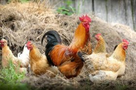 2022年属鸡最佳结婚日期，属鸡的几月结婚好