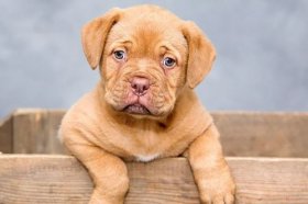 82年属狗2022年生孩子好不好，82年属狗人生孩子注意什么