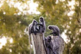 2022年属猴终于转运了，属猴人2022年运势分析