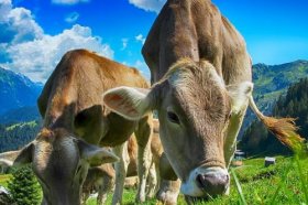 2022年97年属牛的正缘运方位，97年牛如何催旺感情运