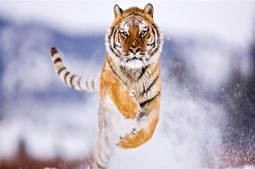 2022属虎本命年忌讳什么颜色，需要避开什么颜色