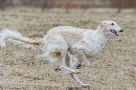 2022年属狗贵人什么时候出现，属狗人贵人运势怎么样