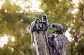 2022年属猴财运最旺微信头像，属猴人用什么头像催旺运势