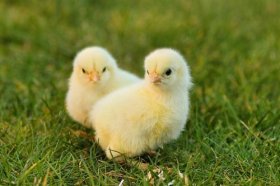 2022属鸡人找工作的方向，2022属鸡去哪个方向工作顺利