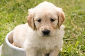 1994年属狗的在2022年好不好，94年属狗人2022运势分析