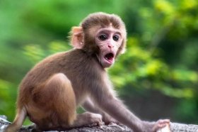 2004属猴2022年高考运，能考上心仪大学吗