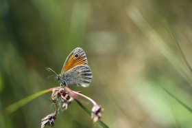 2022射手女桃花劫是哪个星座，2022射手女桃花劫是谁