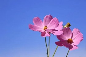 怎么看自己有没有桃花运，如何催旺桃花运