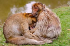 80年猴42岁有大劫是什么事吗，80年属猴人运势走向如何