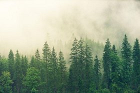 坟头栽什么树最好，墓地种什么树旺风水