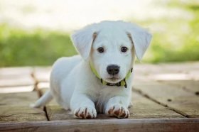 2022年属狗下半年要出大事，属狗人下半年运势怎么样