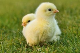 属鸡的2022年有孝戴吗，属鸡人2022年运势好不好