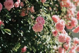 招正缘桃花最厉害的花，什么花能招来正缘人