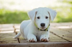 1982年的狗哪年财运最差，82年属狗人哪年与财运无缘