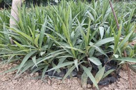 龙须树三种人不能养，都有哪些人