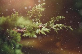 发财树为什么不能放正对门，发财树摆放禁忌是什么