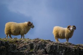 属羊的2023年犯太岁吗，属羊人2023年兔年运势如何