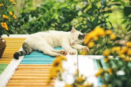 做梦梦到猫，探索梦境背后的深层含义
