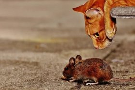 属鼠的人致命缺点，有什么缺点