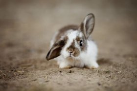 属兔的招财动物是什么，属兔人养什么能招财