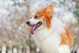 2023年属狗的重大贵人，生肖狗的贵人是谁